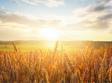 Sunset over a field